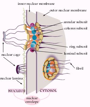 CSIR LIFE SCIENCE PREPARATION: The Nuclear Pore Complex