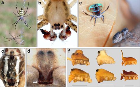 Dimorphism In Primary And Secondary Sexual Traits Size Shape And