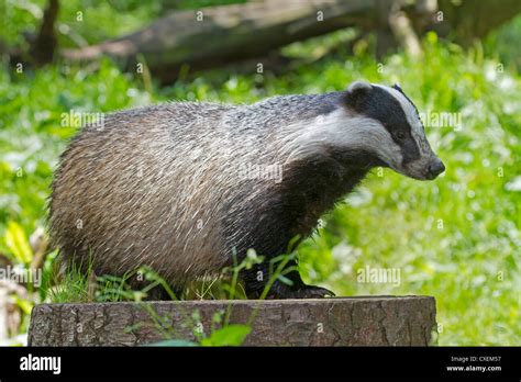 European Badger Meles Meles Stock Photo Alamy