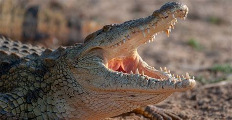 Nile Crocodile Animal Facts | Crocodylus niloticus | AZ Animals