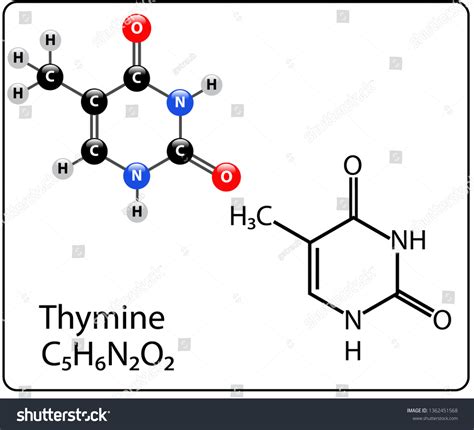 Thymine Molecule Structure Stock Vector (Royalty Free) 1362451568 ...