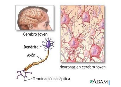 Organización Histológica del Sistema Nervioso Parte I