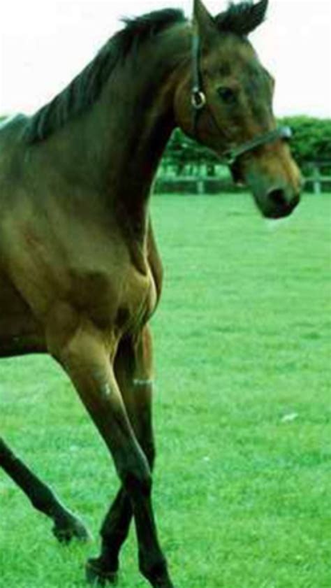 Red Rum | Beautiful horses, Grand national, Horses