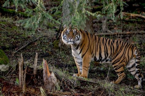 Sumatran Tiger Arrives At Tacoma Captive Breeding Program TrendRadars