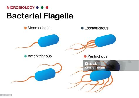 Microbiology Diagram Shows The Arrangement Of Bacterial Flagella In