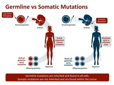 Molecular Testing In Ovarian Cancer Is The Time Now Transcript