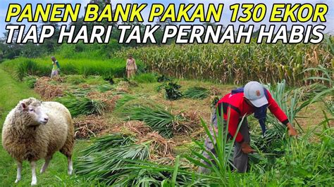 PANEN BANK PAKAN HIJAUAN SEGAR ODOT 130 EKOR TIAP HARI TAK PERNAH HABIS