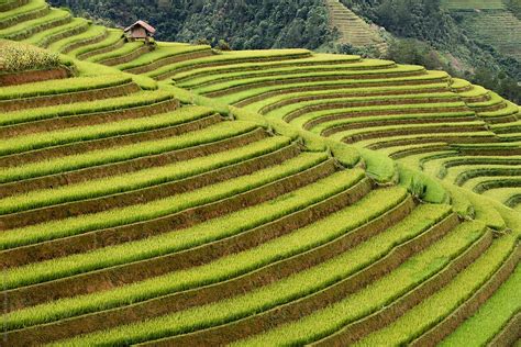 House On Rice Field Mountainsunny Rice Fields With Houses On Top Of