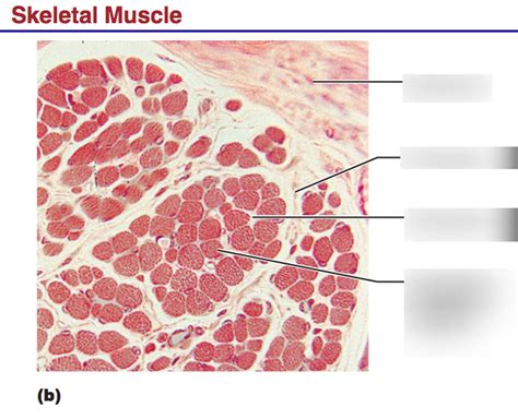 skeletal muscle cell Diagram | Quizlet