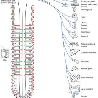 Differences In Histopathology Between Asthma And Chronic Obstructive