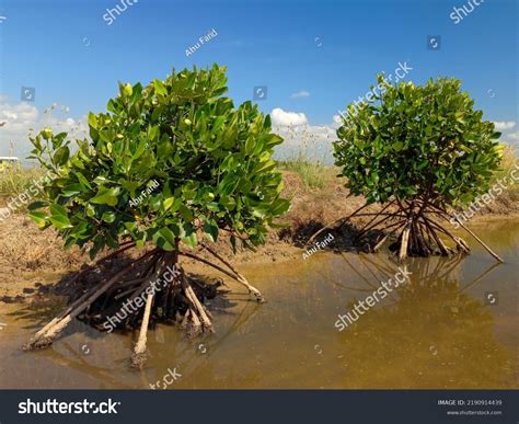 Mangrove Fruit Images: Browse 3,084 Stock Photos & Vectors Free ...