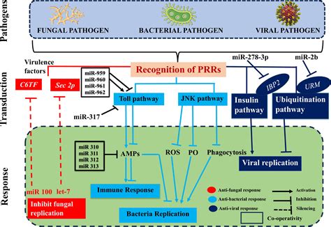 Frontiers Insect Pathogen Crosstalk And The Cellular Molecular