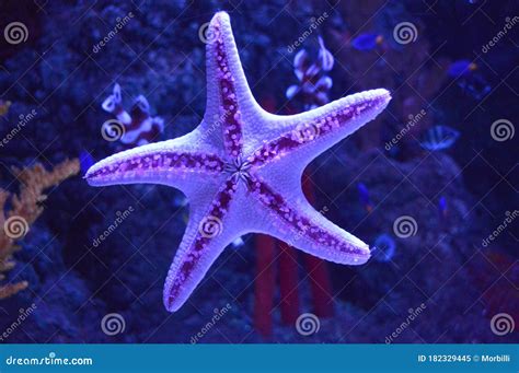 Beautiful Purple Starfish In An Aquarium Stock Image Image Of