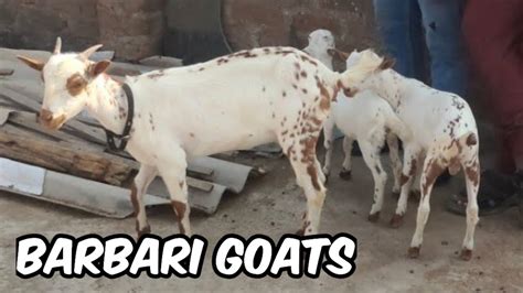 Saste Bakriya Agra Breed Barbari Goats In Hyderabad Edibazar Barbari