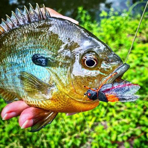 How To Consistently Catch Big Bluegills And Other Panfish — Panfish On