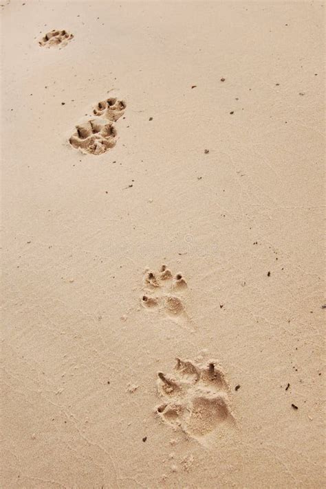 Dog Paw Prints stock photo. Image of relax, peace, path - 1715446