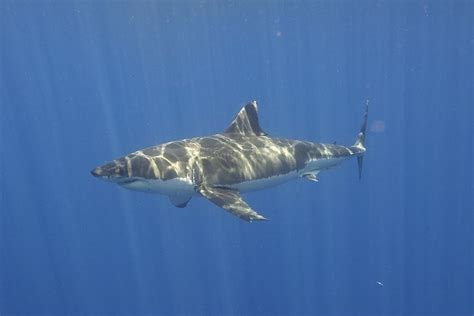 15 Interesting Great White Shark Facts That Will Blow Your Mind