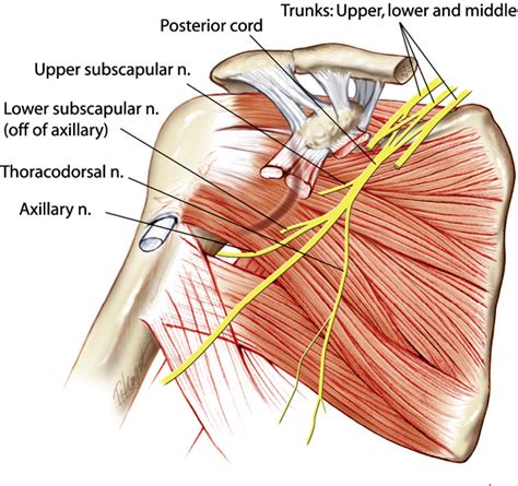 Axillary Nerve Innervation