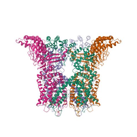 RCSB PDB 8V6N Open State Cryo EM Structure Of Human TRPV3 In