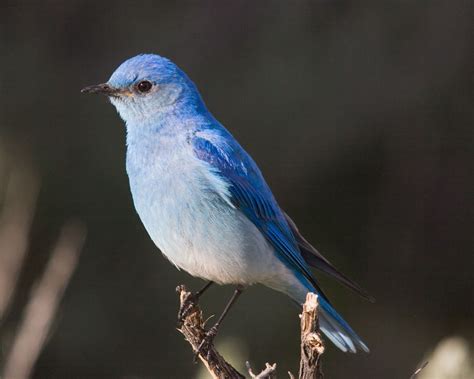 Idaho State Bird | Mountain Bluebird