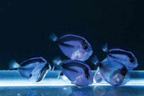 Finding Dory - Explore Magazine