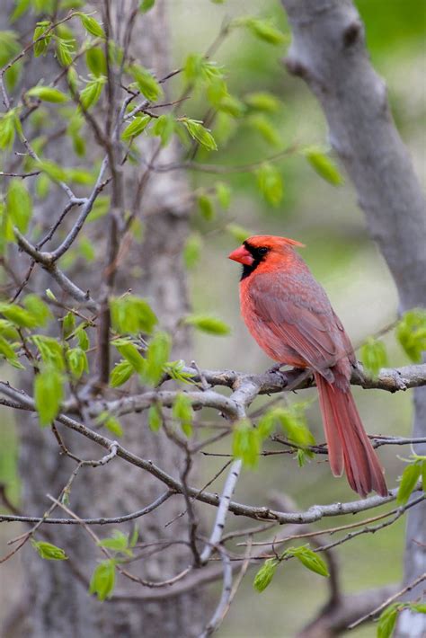 Close Up Shot Of Northern Cardinal Perched On Tree Branch · Free Stock