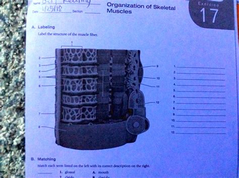 SOLVED Organization Of Skeletal Muscles 1 25 18 BCEOr Labeling Label