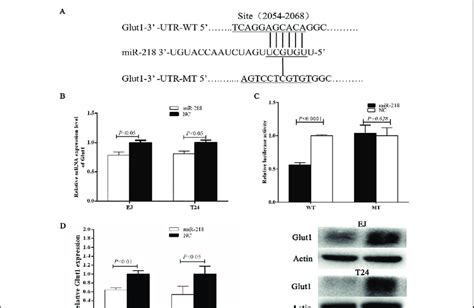 Microrna Directly Targets The Glut Utr And Negatively Regulates