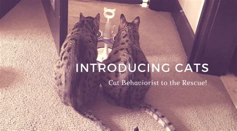 Introducing Cats – Cat Behaviorist to the Rescue - Kitty Loaf