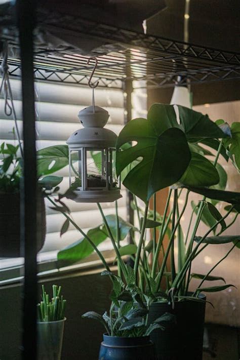 Photograph of Green Indoor Plants · Free Stock Photo