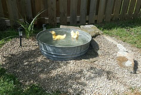 Diy Duck Pond Backyard Ducks Duck Coop Diy Ponds Backyard