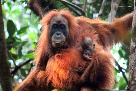 Orangutan Tapanuli Spesies Orangutan Baru Di Indonesia