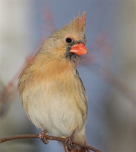 Cardinalis Cardinalis Wikipedia La Enciclopedia Libre