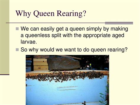 Ppt Simple Queen Rearing Powerpoint Presentation Free Download Id