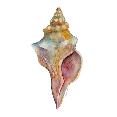 Horse Conch Shell Painting By Amy Kirkpatrick Fine Art America