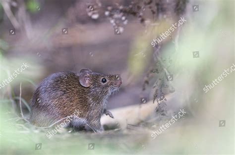 Hispid Cotton Rat Sigmodon Hispidus Adult Editorial Stock Photo Stock