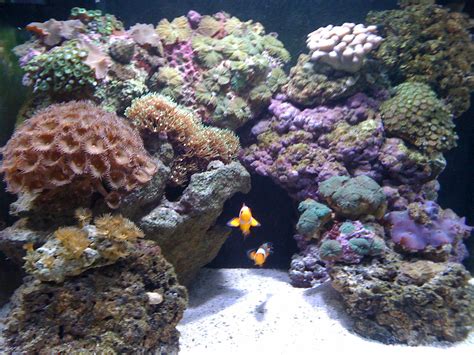 My Nano Tank Shots Nano Reef Community