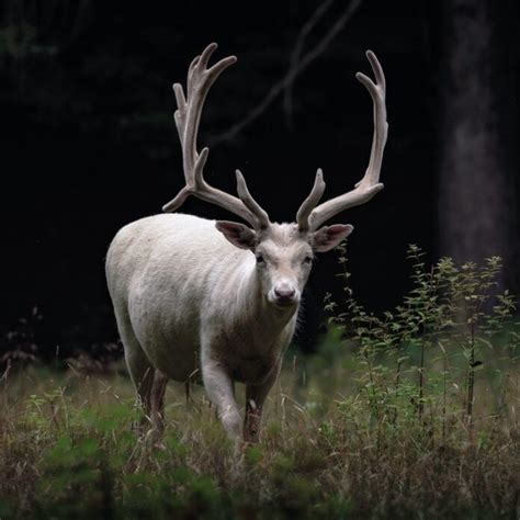 Stag Symbolism And Meaning And The Stag Spirit Animal Uniguide