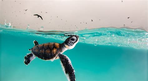 Baby Turtle Photo Nature Conservancy Photo Contest 2021