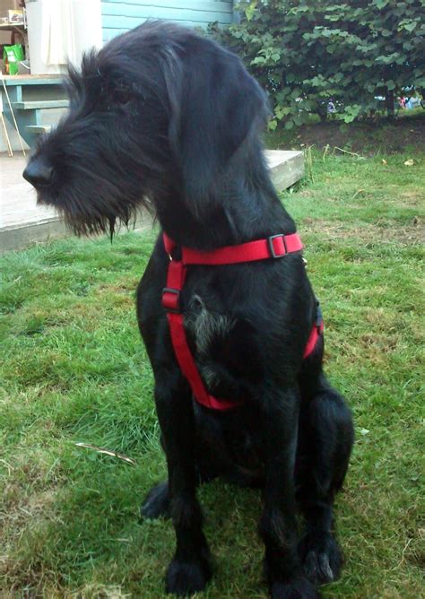 German Wirehaired Pointer Irish Wolfhound Lab Mix