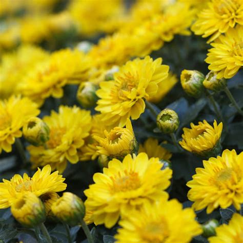 Quali Fiori Scegliere Per Una Tomba Interflora