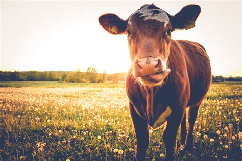 Artgerechte Ernährung von Kühen | MT-Portal