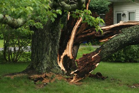 Storm Damage Services in Salt Lake City, Utah | Affordable Tree Care