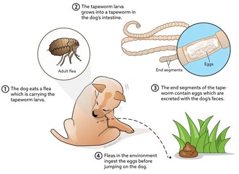 Worms In Dog Poop Should You Worry Benchmark Monitor