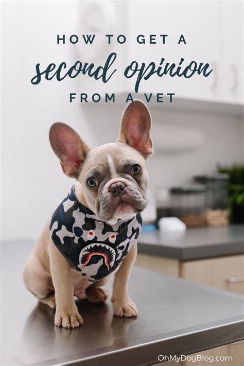 How to get a second opinion from a vet - Oh My Dog!