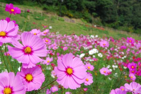 三浦半島内でも最大級のコスモス花畑！約100万本の開花リレー「コスモス園オープン」2020年9月12日（土）～11月1日（日）まで（横須賀市