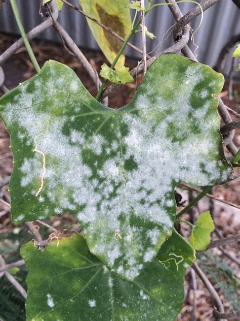 Ivy Gourd Coccinia Grandis Powdery Mildew This Is A Nox Flickr