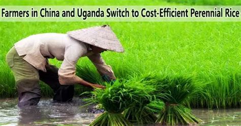 Farmers In China And Uganda Switch To Cost Efficient Perennial Rice