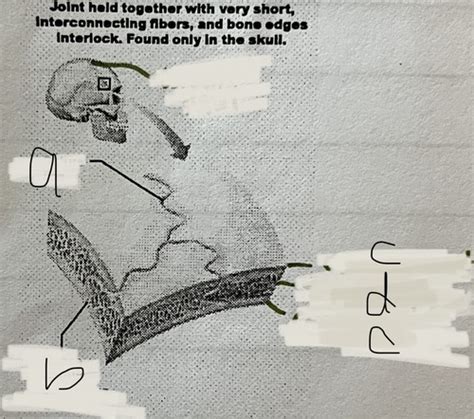 Ch Joints Flashcards Quizlet
