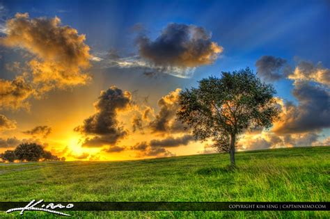 Tree on Hill at Sunset Dyer Park West Palm Beach Florida